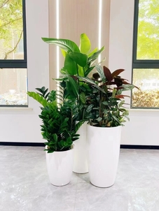 深挖宁波前湾盆景租赁，这家口碑超棒超吸睛！